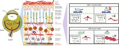 Targeting Neuroinflammation in Neovascular Retinal Diseases